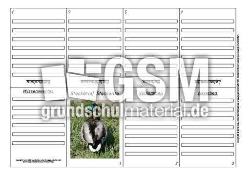 Faltbuch-Steckbrief-Stockente-3.pdf